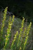 Artemisia salsoloides