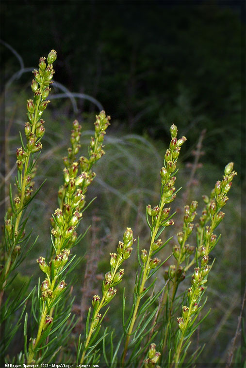 Image of Artemisia salsoloides specimen.