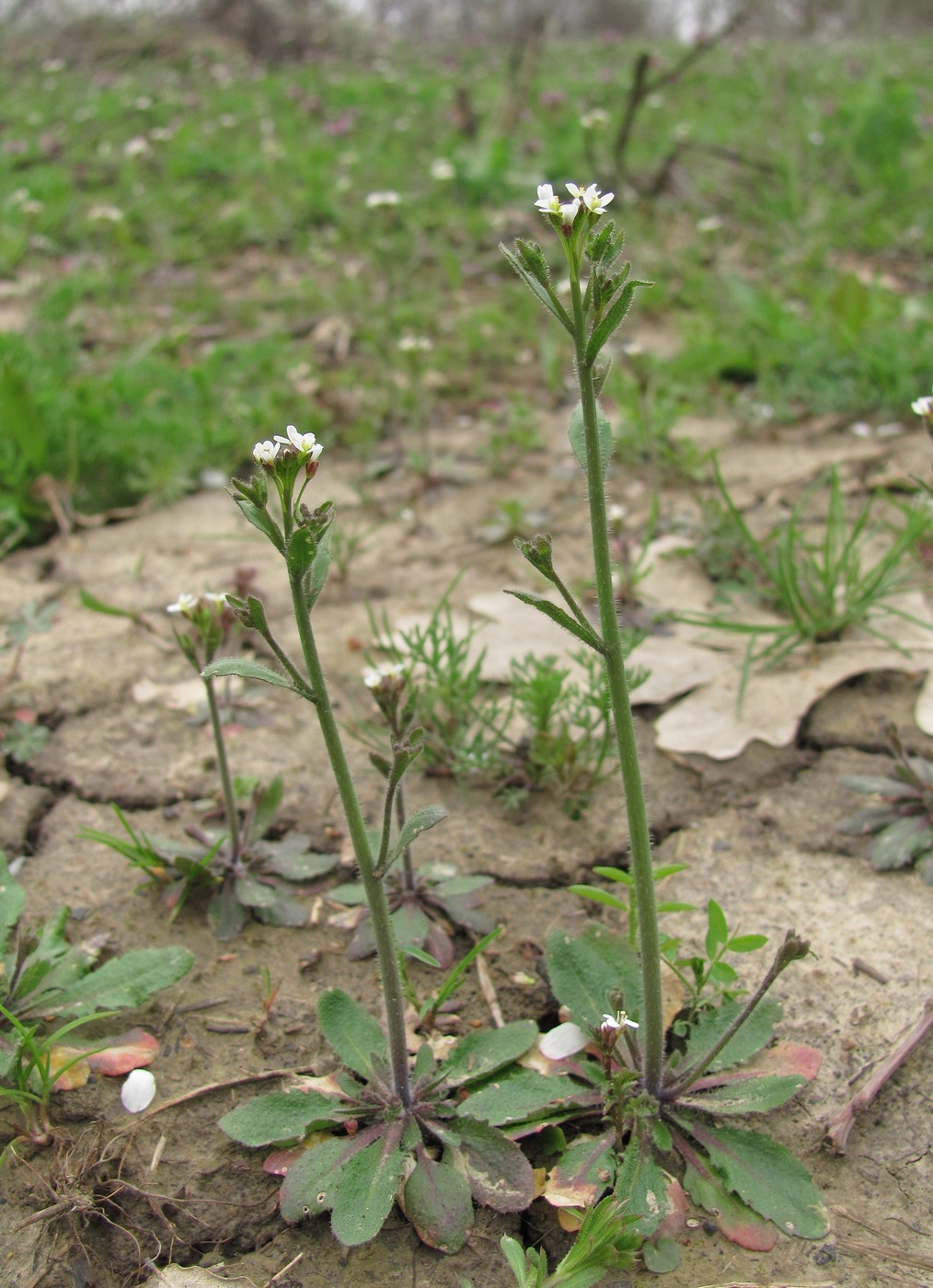 Изображение особи Arabidopsis thaliana.