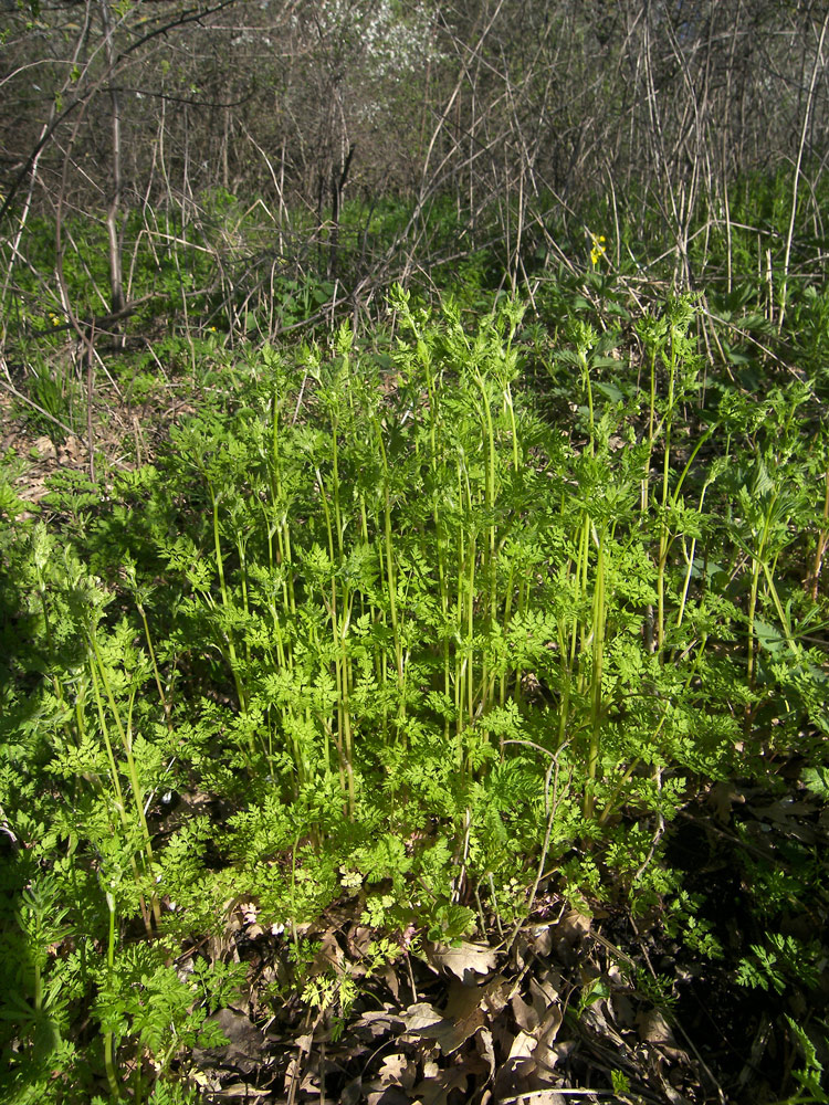 Изображение особи Anthriscus cerefolium.