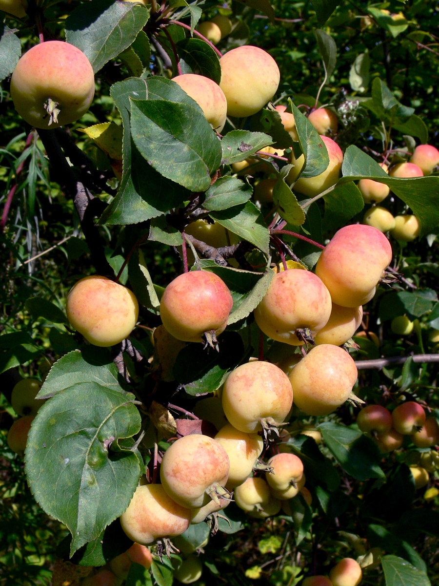 Изображение особи Malus sylvestris.