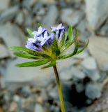 Asperula setosa