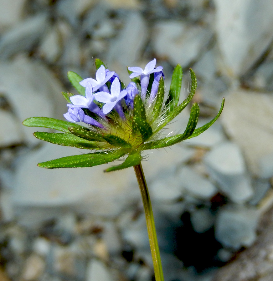 Изображение особи Asperula setosa.