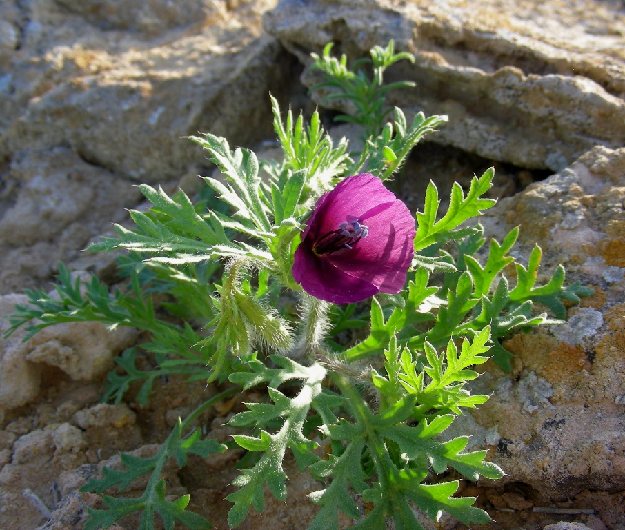 Image of Roemeria hybrida specimen.