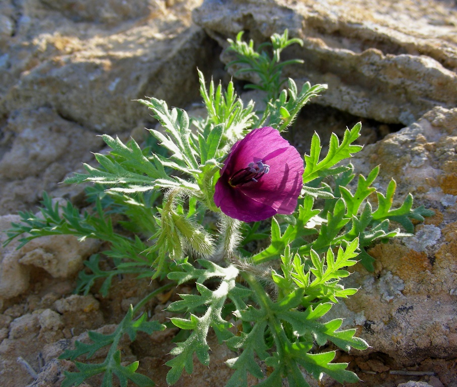 Изображение особи Roemeria hybrida.