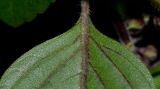 genus Ocimum