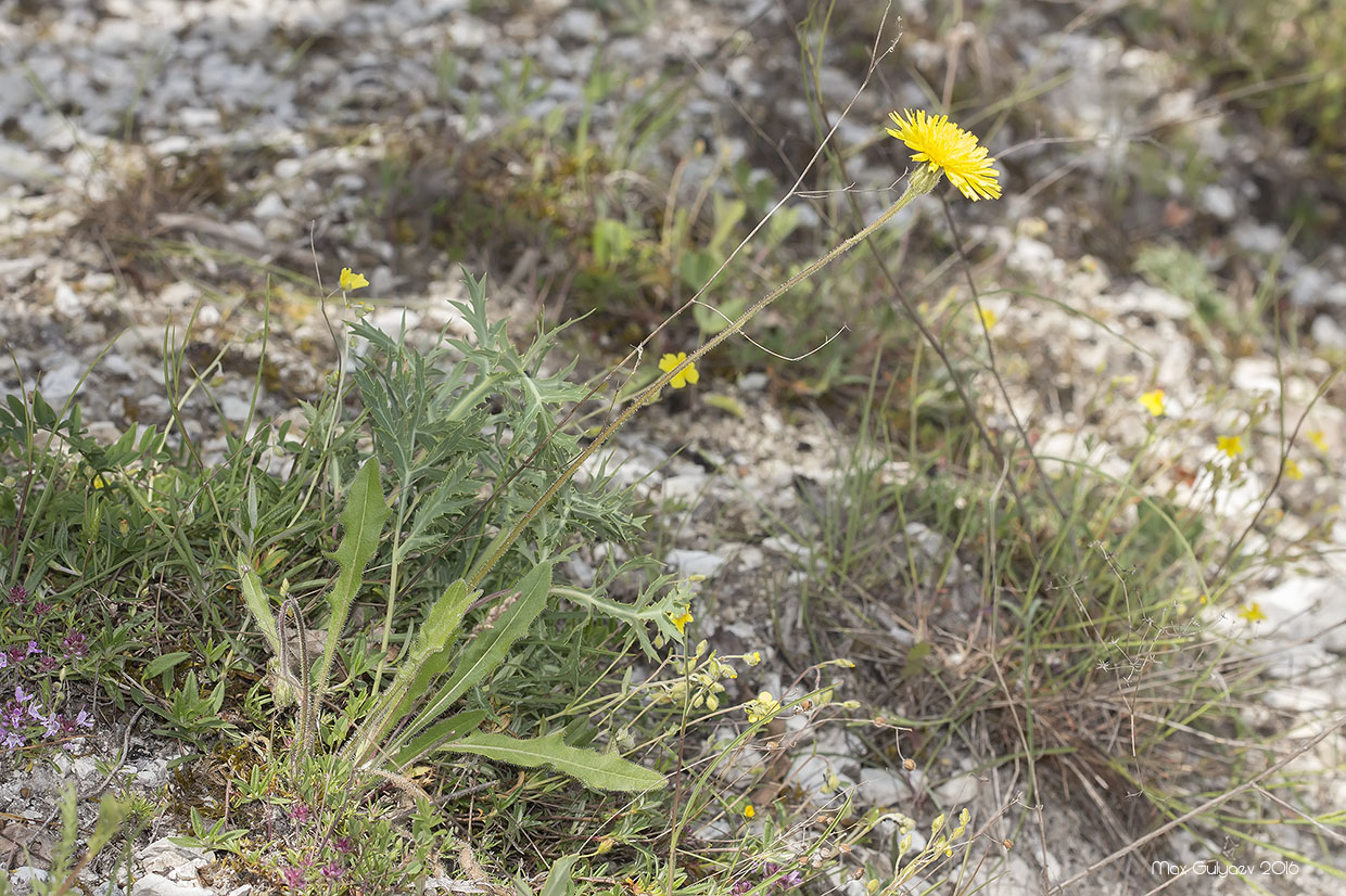 Image of Leontodon biscutellifolius specimen.