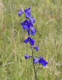 Delphinium laxiflorum