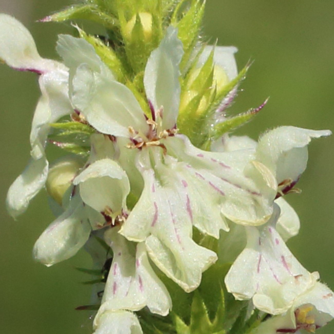 Image of Stachys krynkensis specimen.