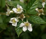 Rubus nessensis. Цветки и листья. Московская обл., Раменский р-н, окр. ж.-д. платформы Хрипань, просека под ЛЭП. 08.06.2016.