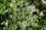 Pimpinella peregrina