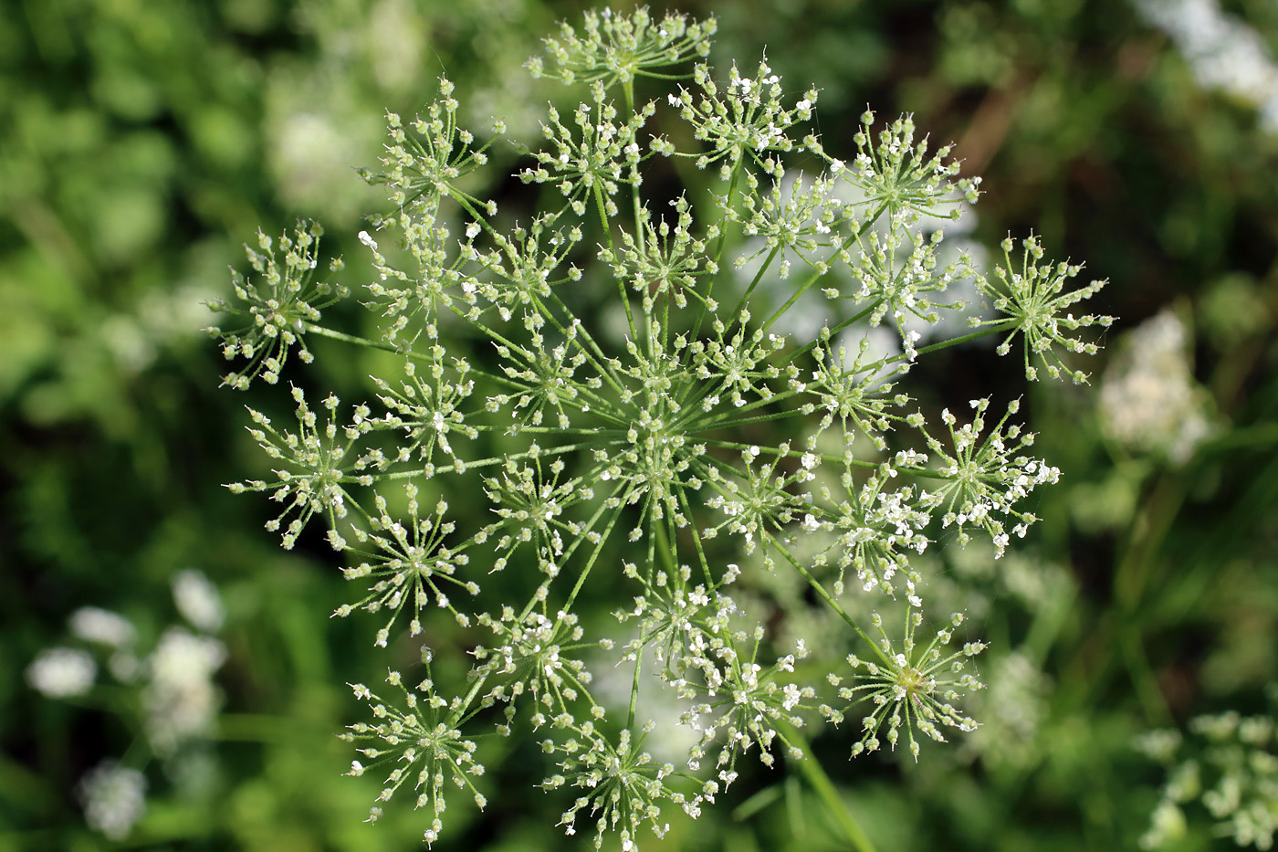 Изображение особи Pimpinella peregrina.