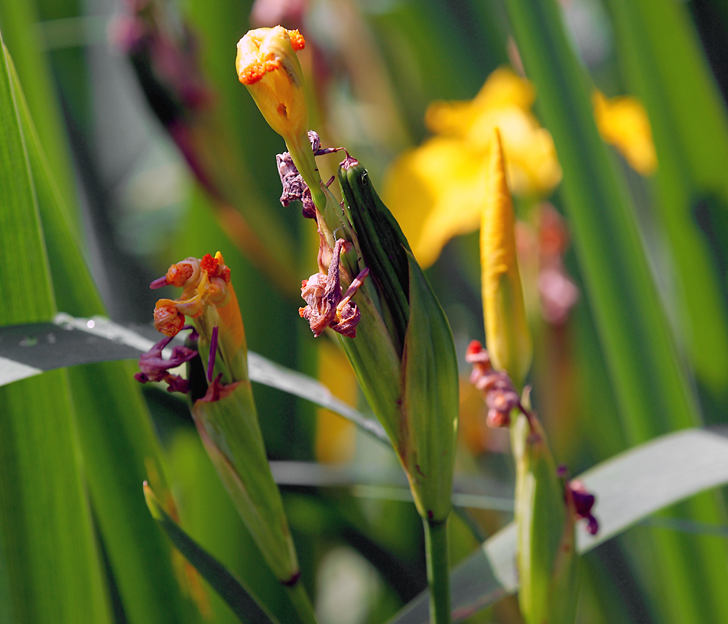 Изображение особи Iris pseudacorus.