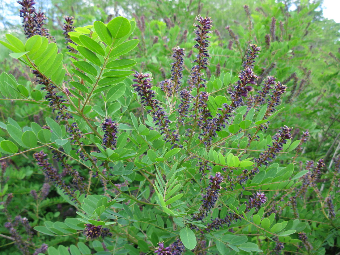 Image of Amorpha fruticosa specimen.
