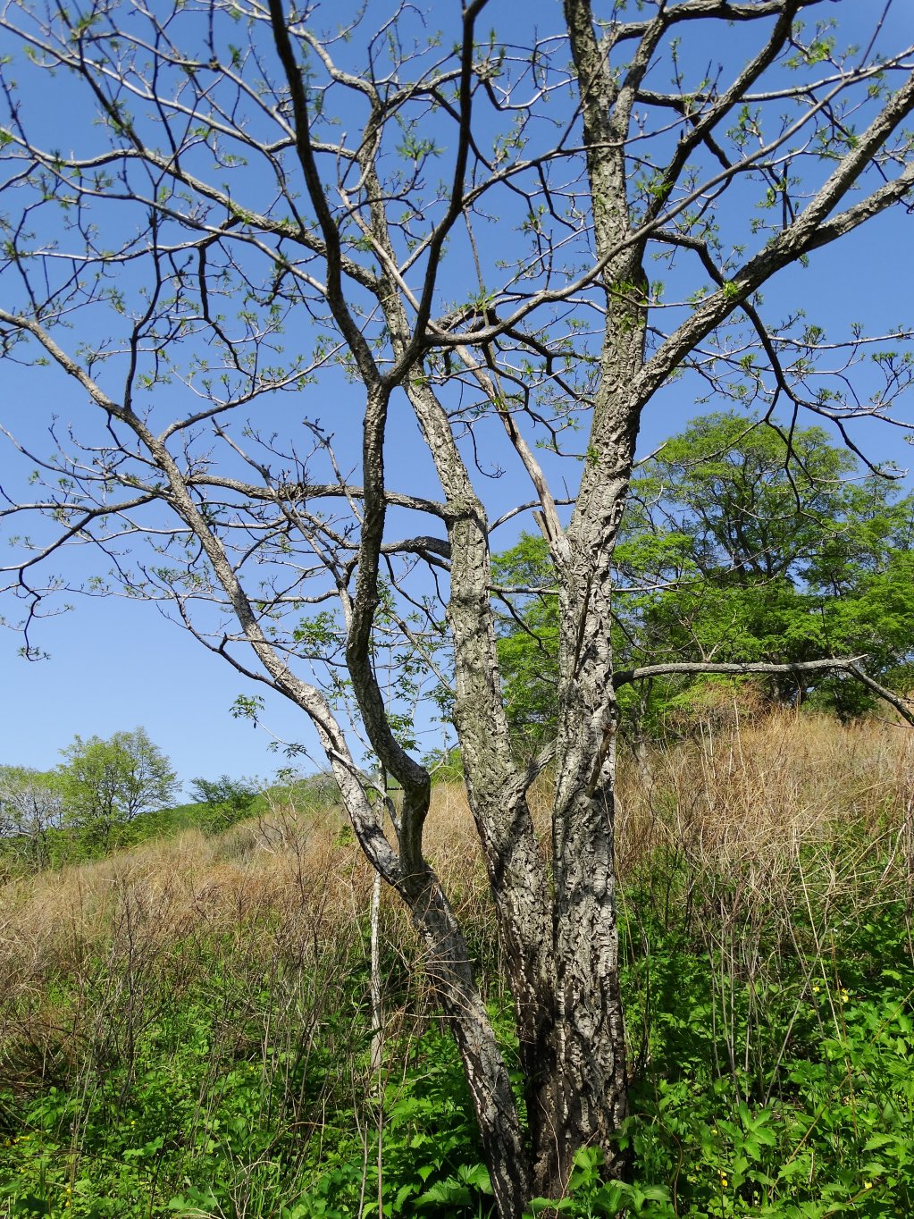 Image of Phellodendron amurense specimen.