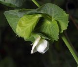 Pisum sativum
