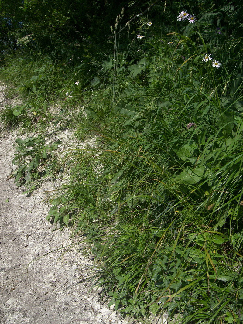 Image of Carex sylvatica specimen.