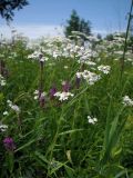 Achillea cartilaginea