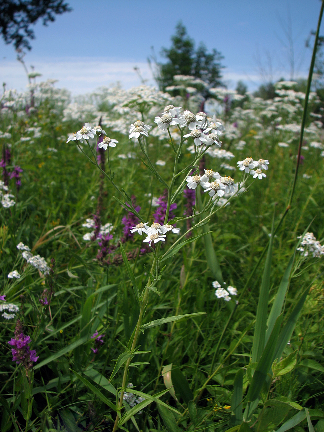 Изображение особи Achillea cartilaginea.