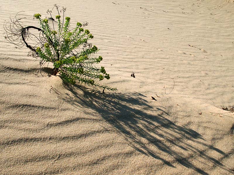 Изображение особи Euphorbia seguieriana.