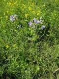 Polemonium acutiflorum