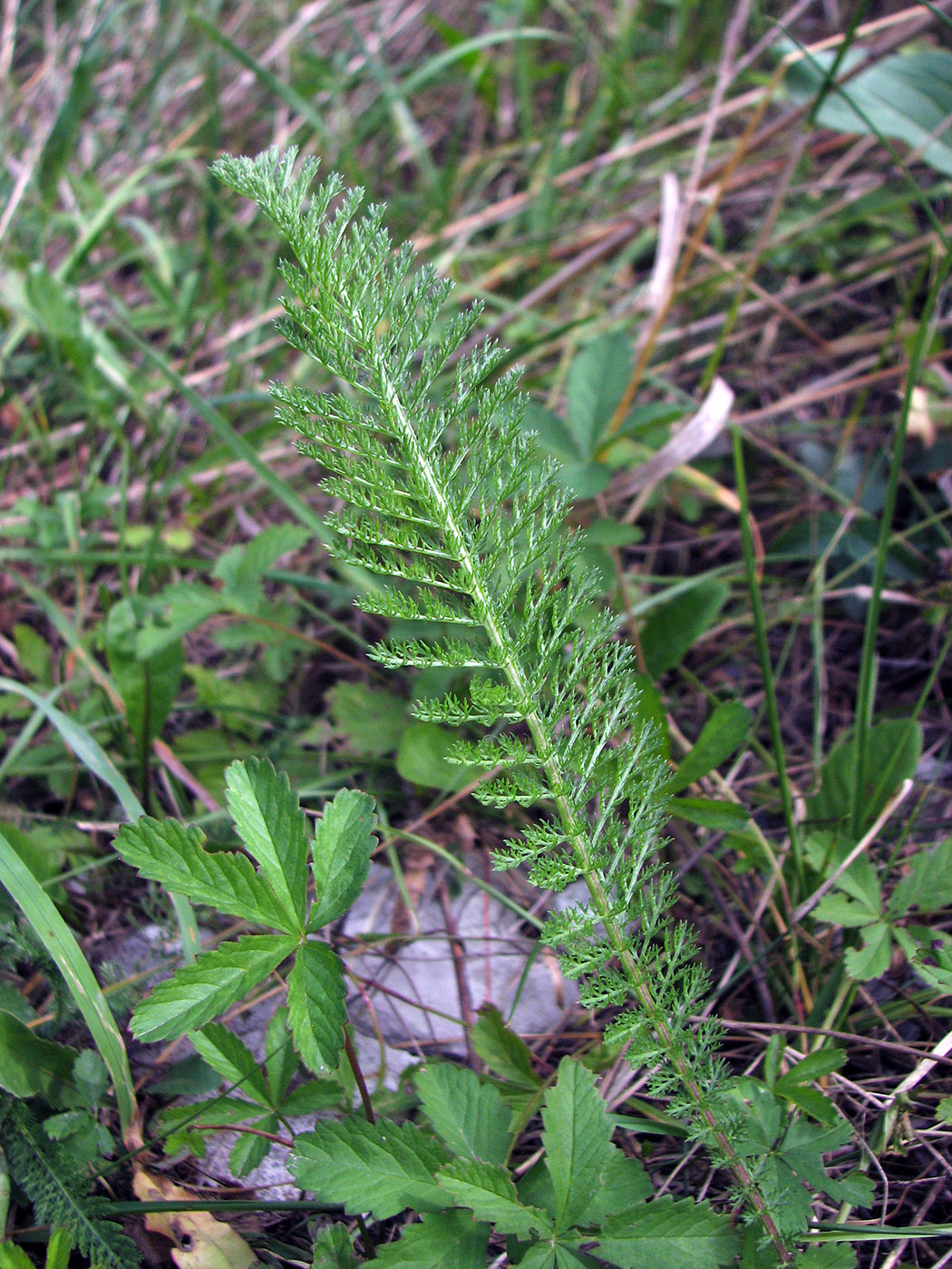 Изображение особи род Achillea.