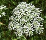 Pimpinella peregrina