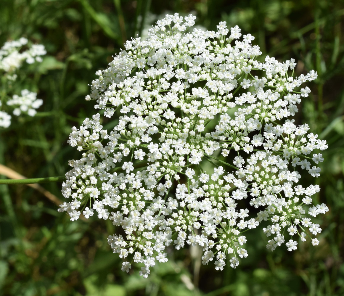 Изображение особи Pimpinella peregrina.