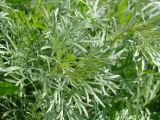 Artemisia sericea