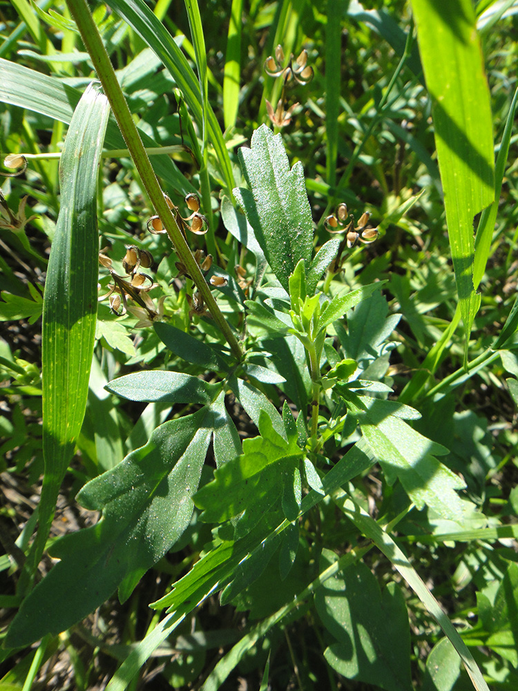 Изображение особи Patrinia rupestris.