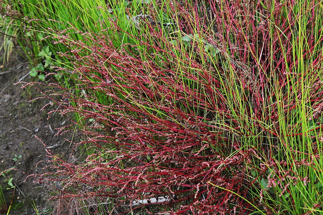 Изображение особи Persicaria minor.