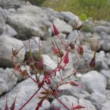 Geranium robertianum. Верхушка плодоносящего растения. Адыгея, Кавказский биосферный заповедник, ур. Яворова Поляна, ≈ 1900 м н.у.м., каменистая россыпь. 03.10.2015.