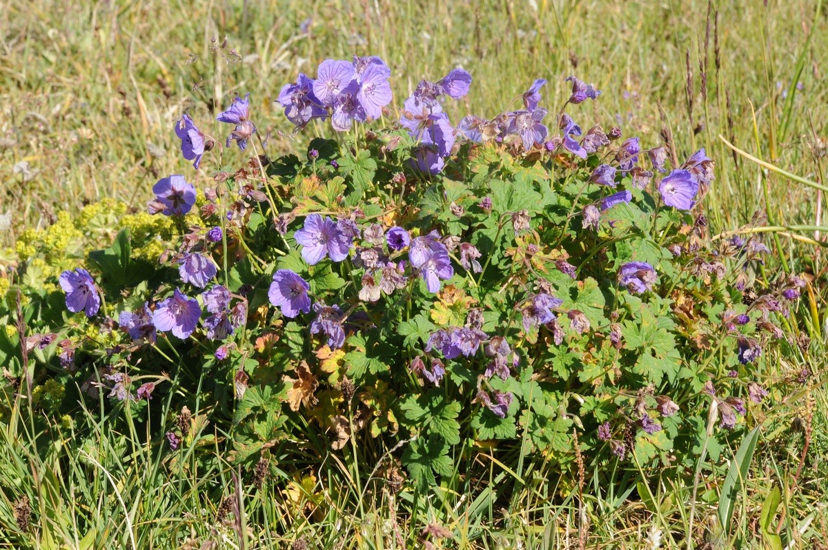 Изображение особи Geranium saxatile.