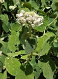 Hydrangea aspera subspecies sargentiana. Верхушка побега с соцветием. Швейцария, г. Люцерн. Июль.