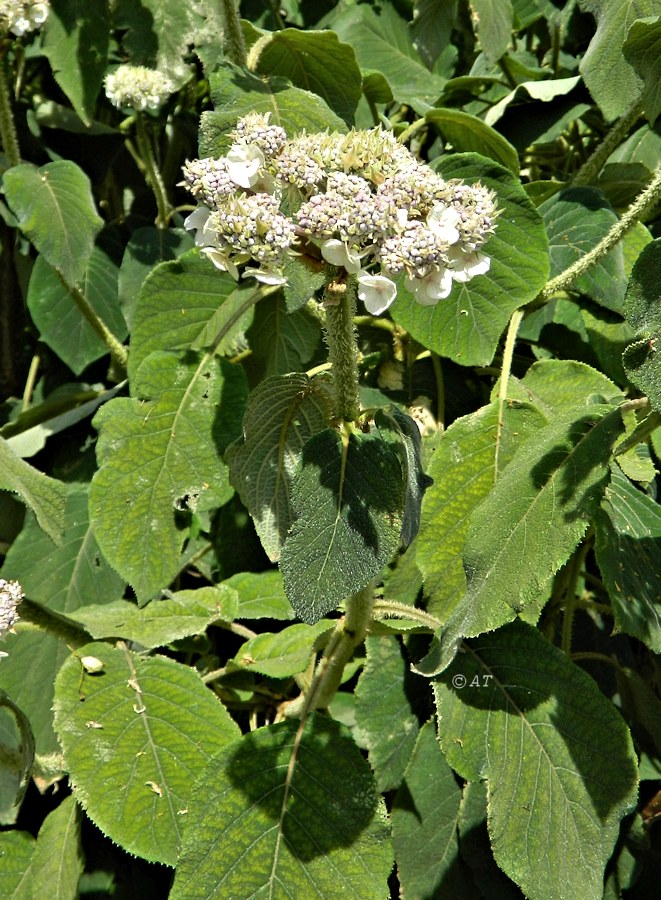 Image of Hydrangea aspera ssp. sargentiana specimen.