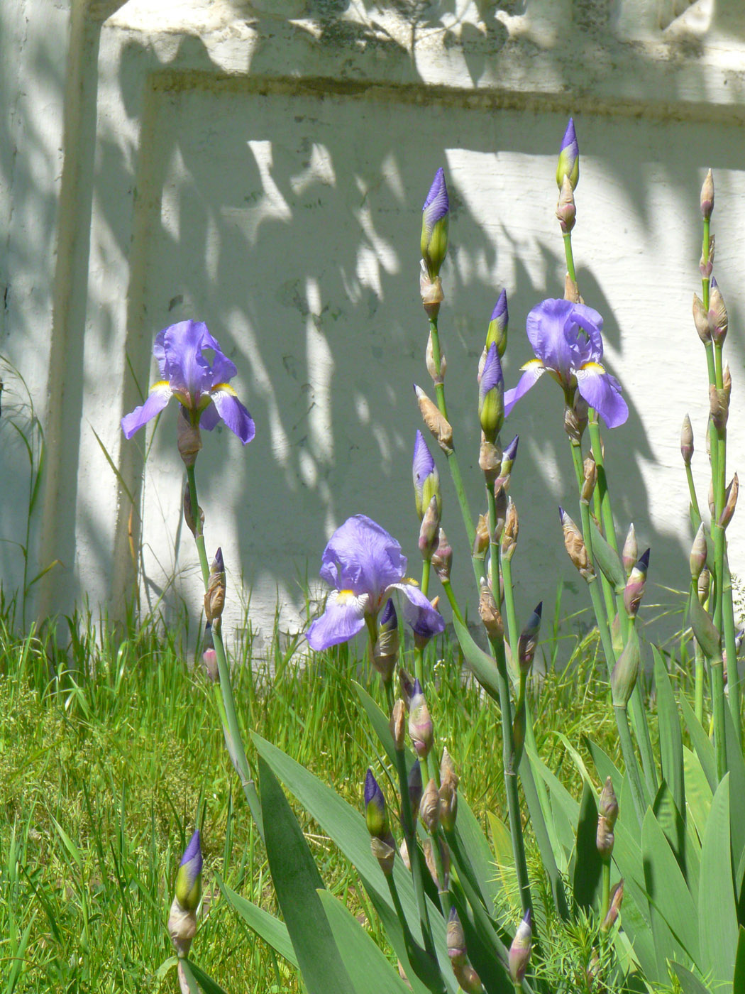 Image of Iris pallida specimen.