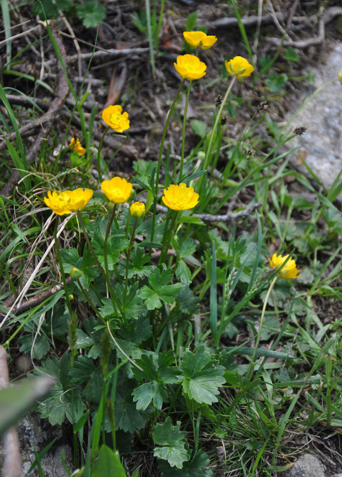 Image of Ranunculus oreophilus specimen.