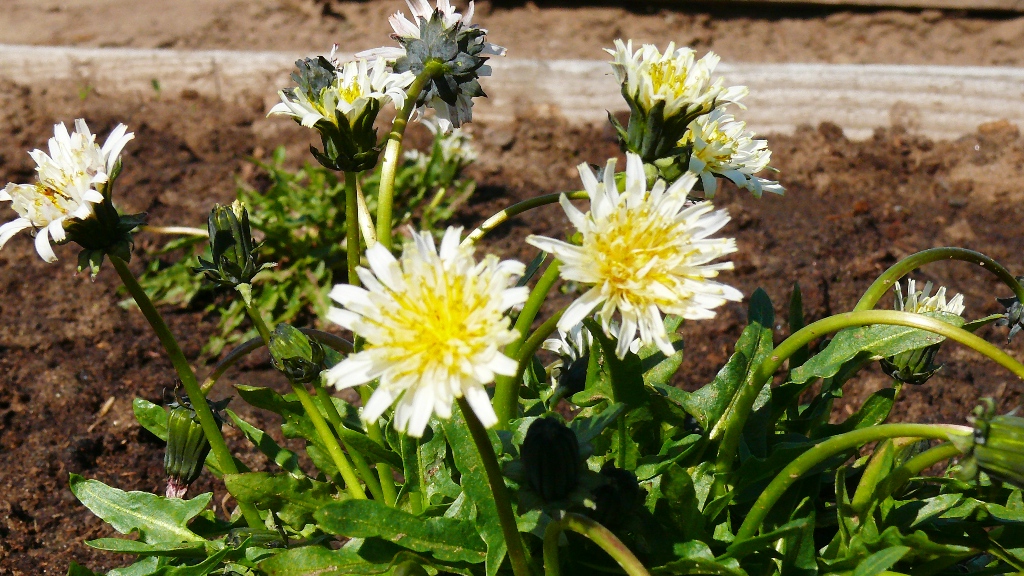 Изображение особи Taraxacum pseudonivale.