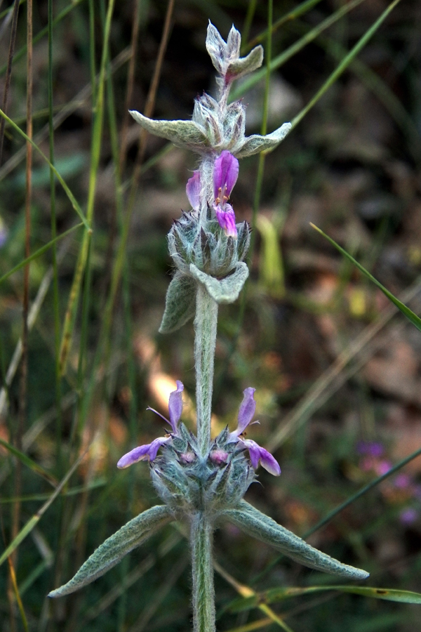 Изображение особи Stachys germanica.