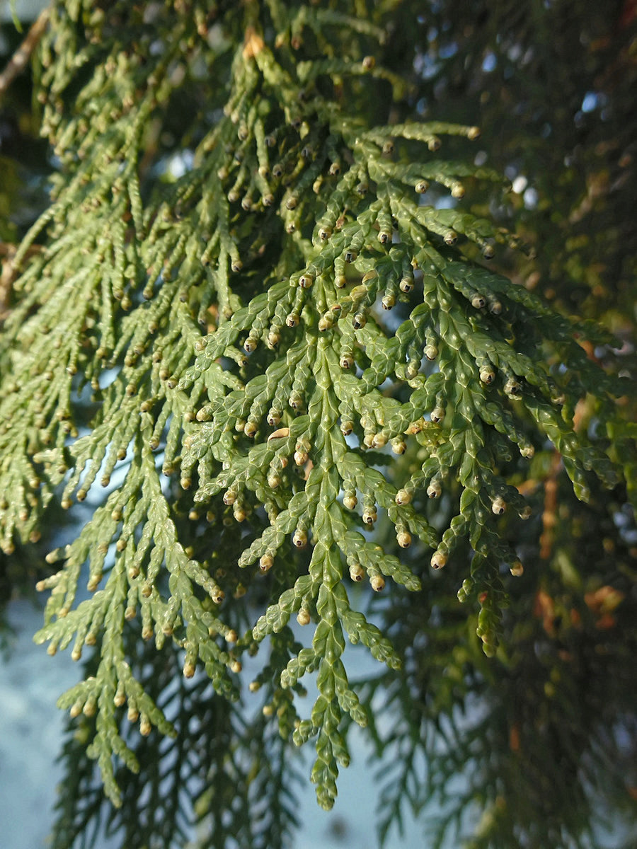 Изображение особи Thuja occidentalis.