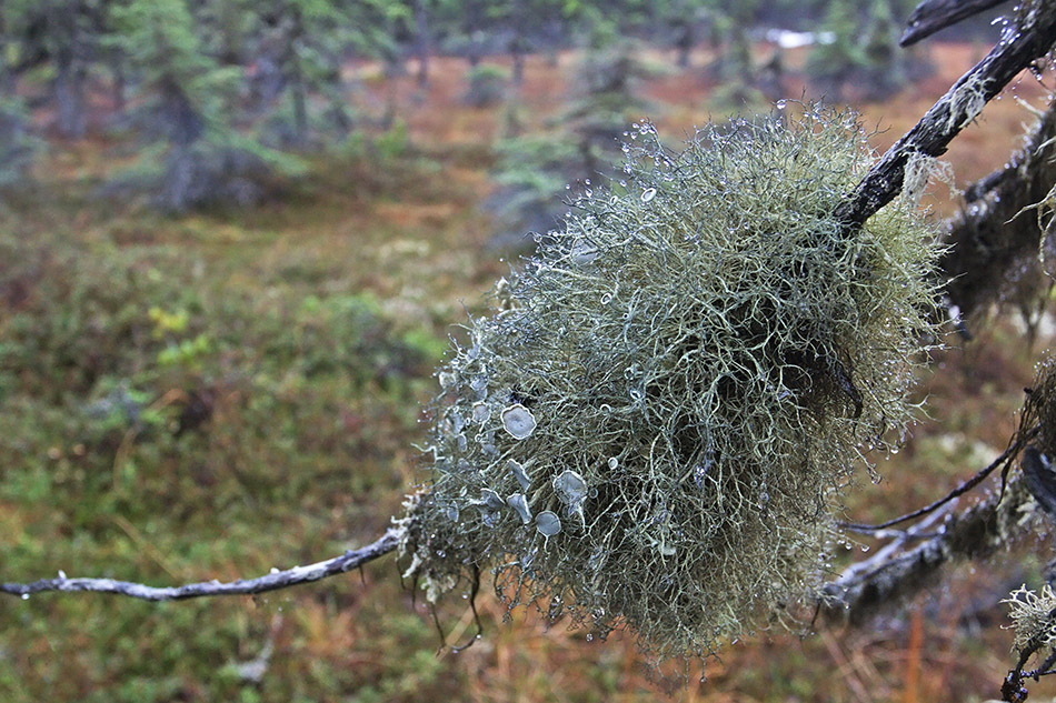 Image of Alectoria lata specimen.