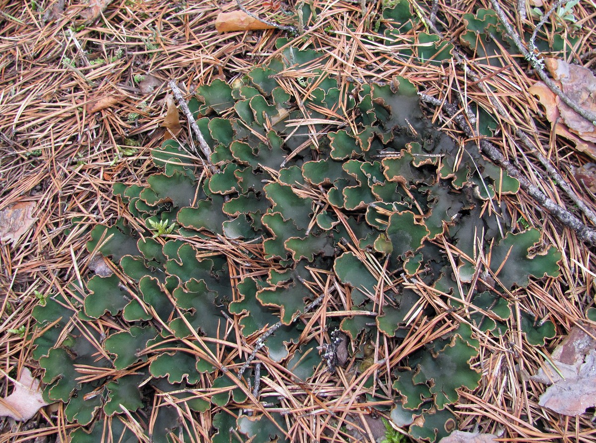 Image of genus Peltigera specimen.