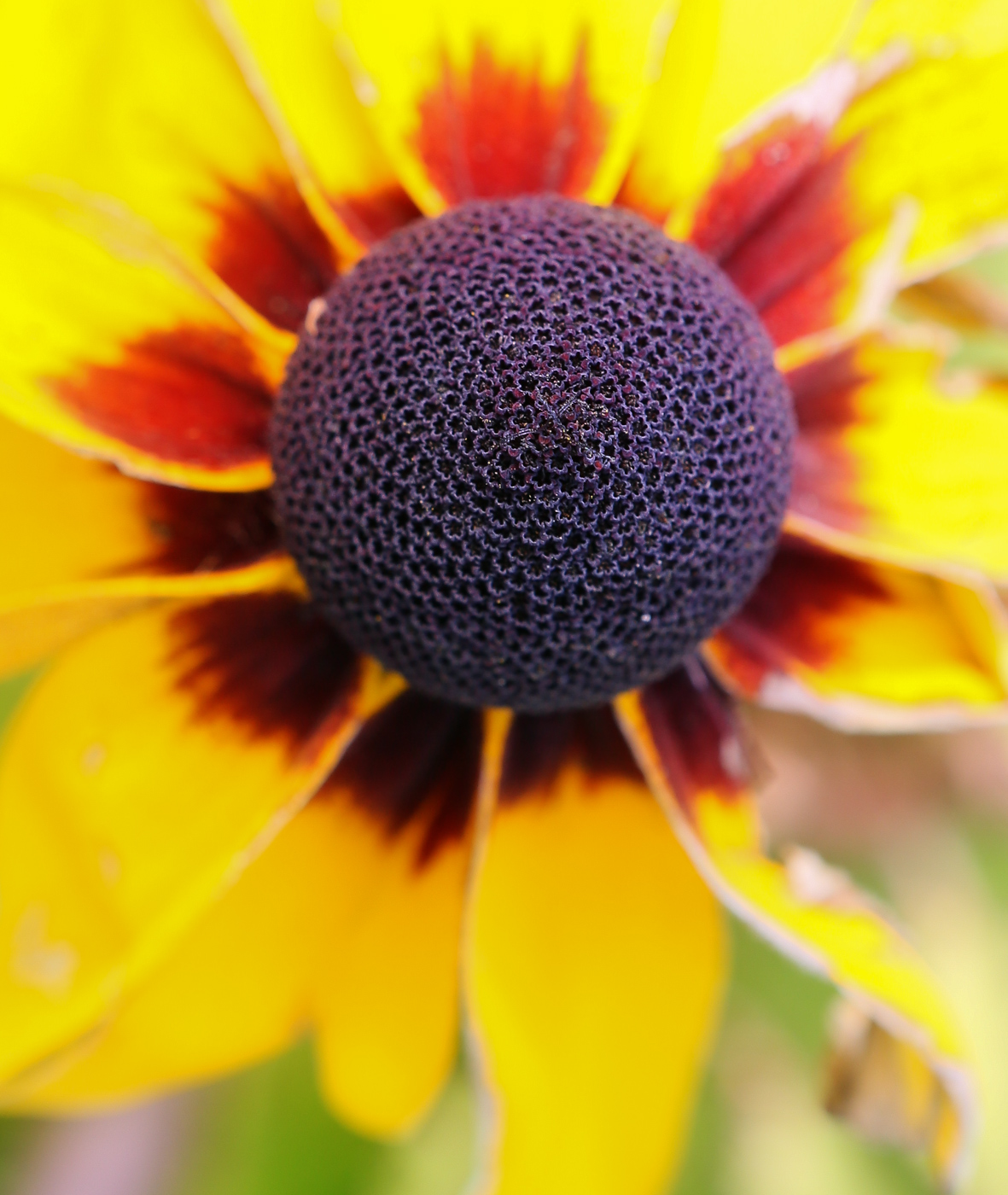 Image of Rudbeckia hirta specimen.
