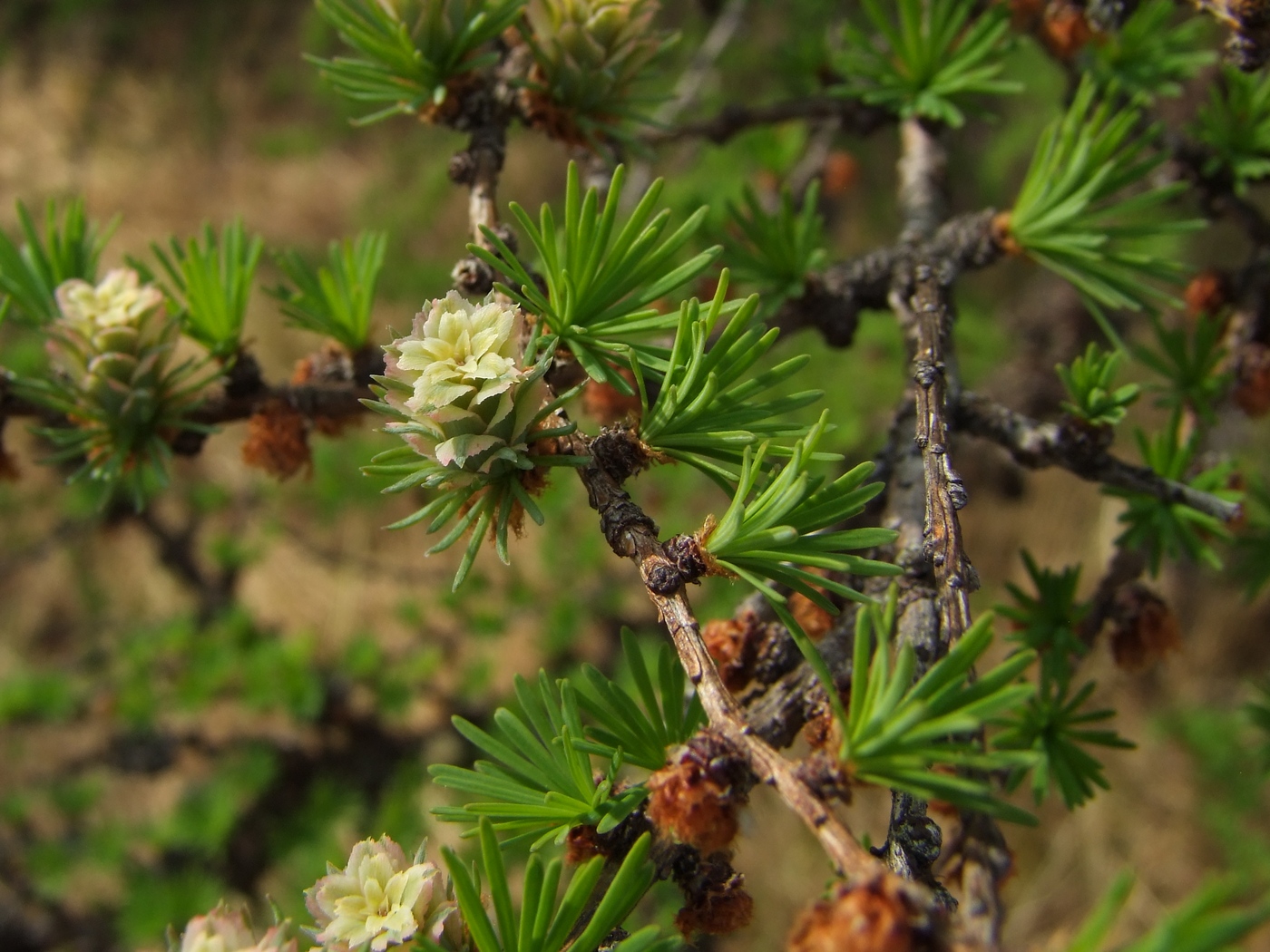 Image of Larix cajanderi specimen.