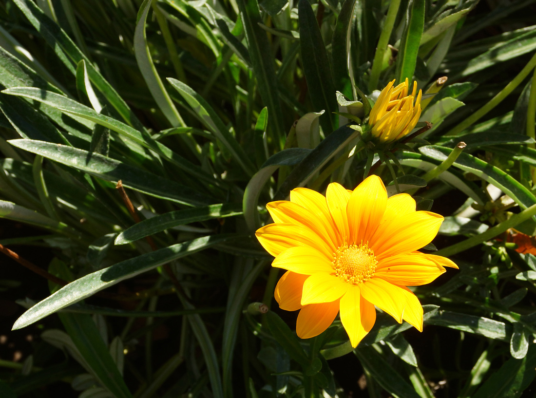 Image of Gazania × hybrida specimen.