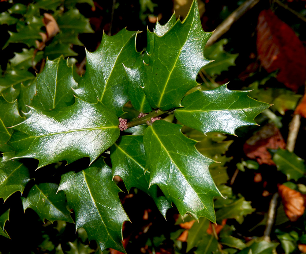 Изображение особи Ilex colchica.