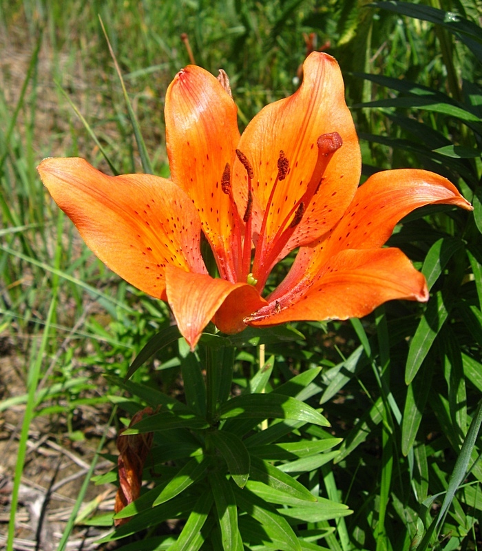 Изображение особи Lilium maculatum.