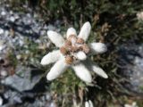 Leontopodium ochroleucum