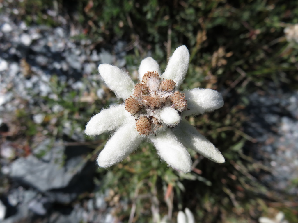 Image of Leontopodium ochroleucum specimen.