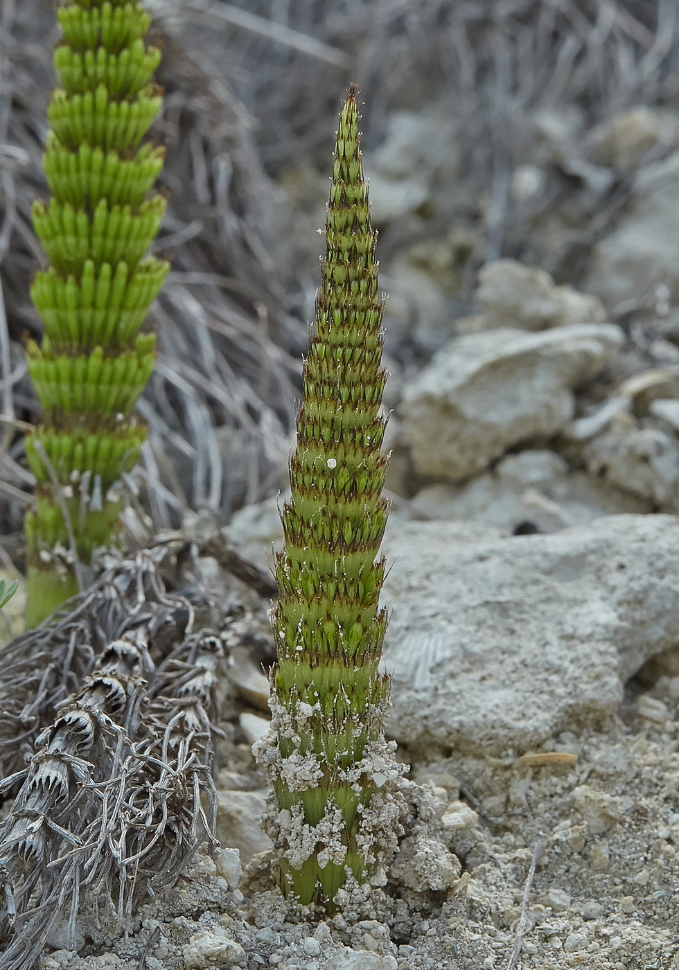 Изображение особи Equisetum telmateia.